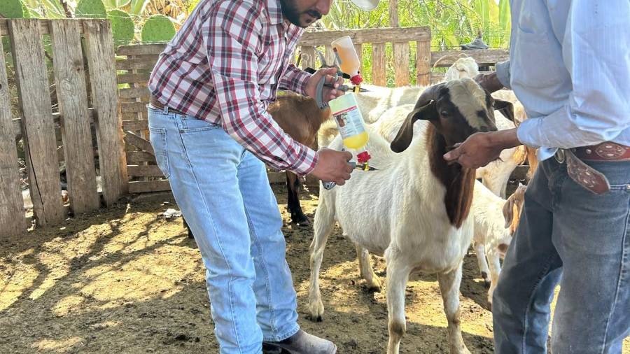 Saltillo y el Gobierno de Coahuila realizarán jornadas de vacunación y acciones preventivas en comunidades rurales del municipio.