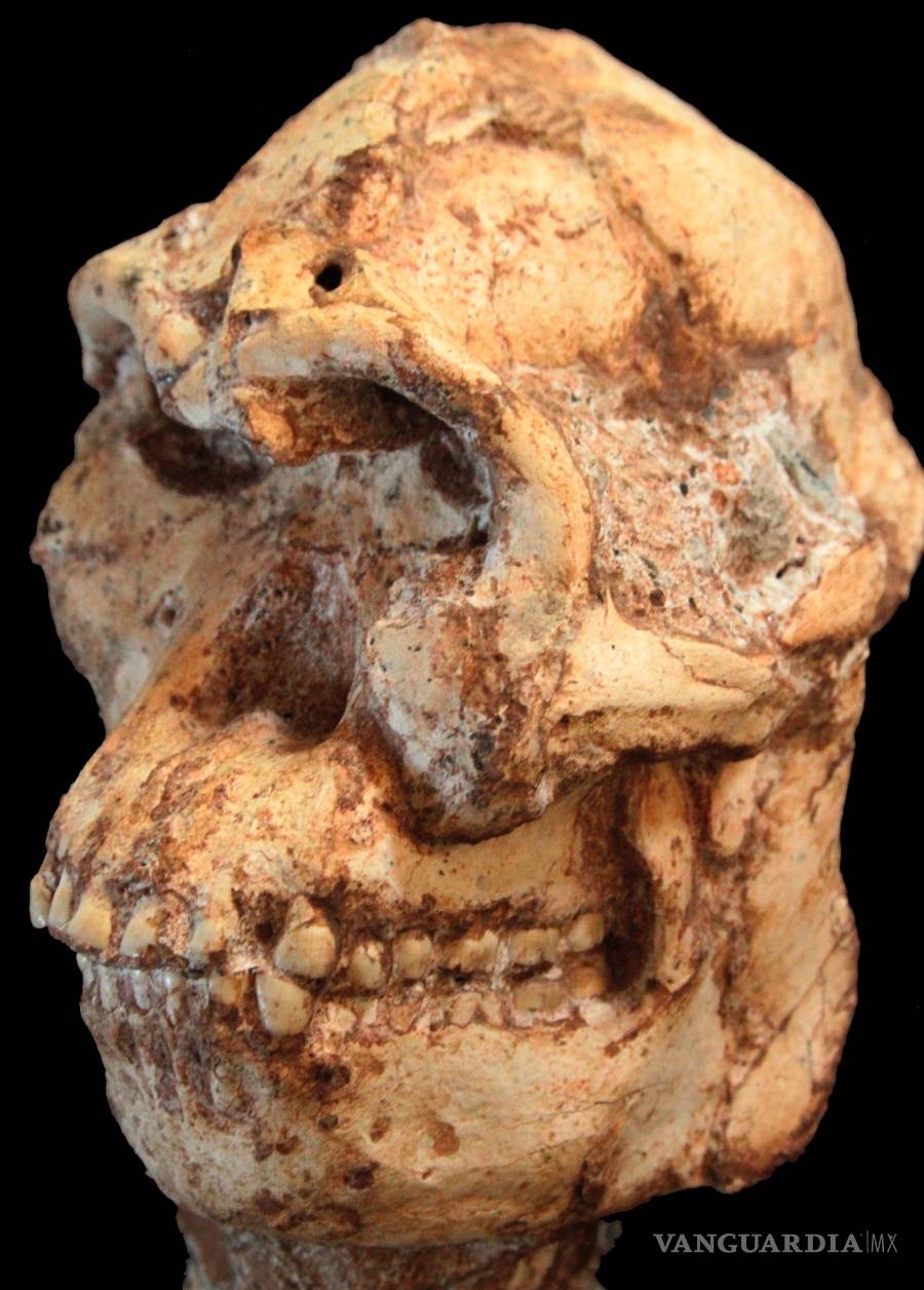 $!¿Cuándo los humanos y los simios se separaron?