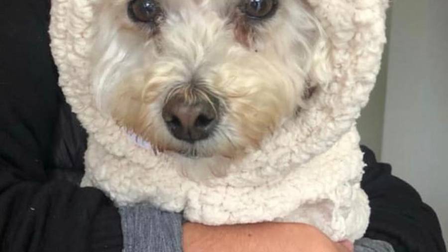 La importancia de identificar a tu mascota