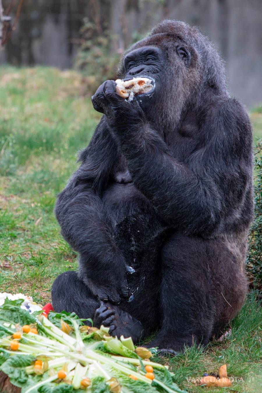 $!¿Cuándo los humanos y los simios se separaron?