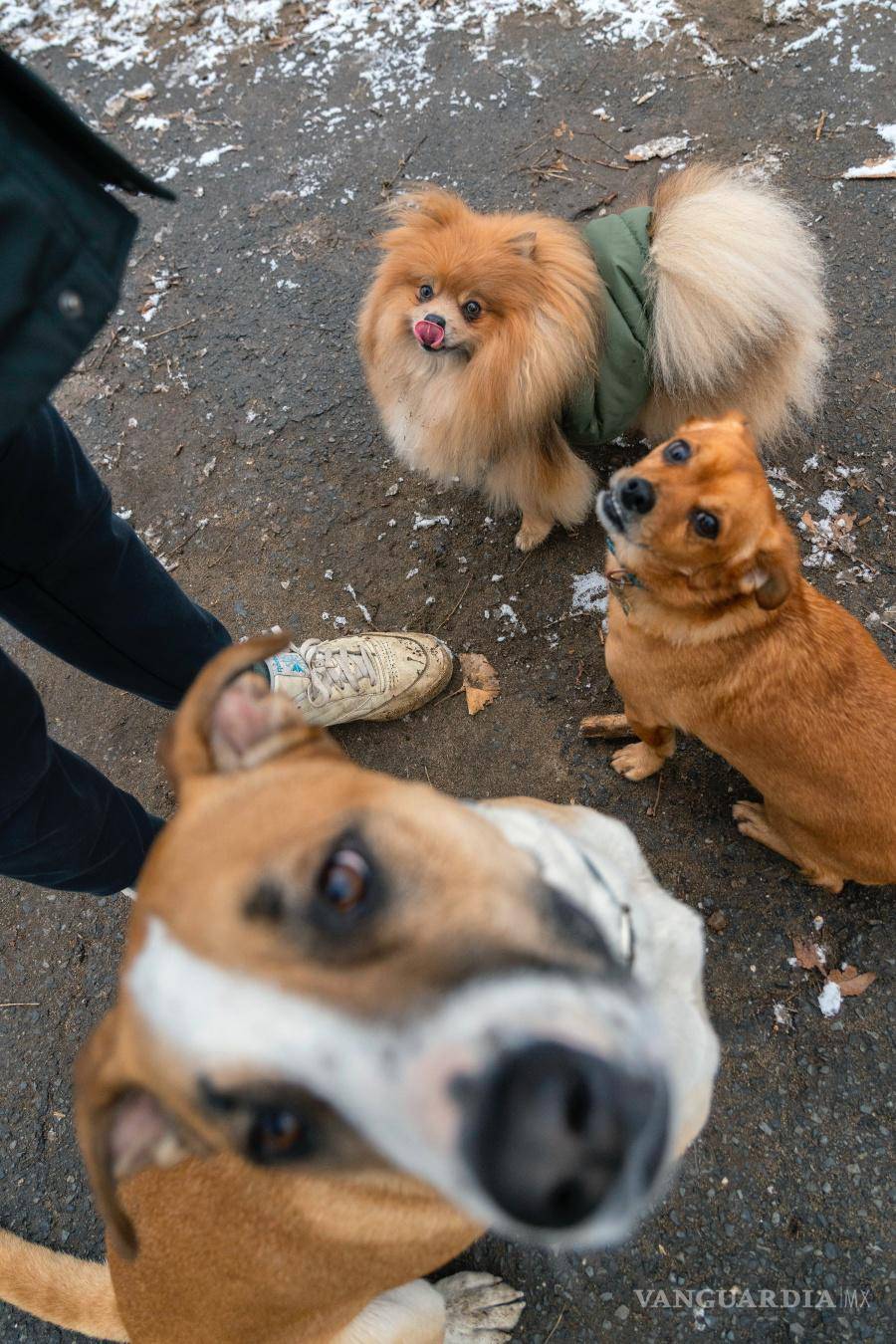 $!En los lugares donde el uso recreativo es legal, los fumadores están tirando los restos de los porros a la calle. Los perros se los comen y se enferman cada vez más.