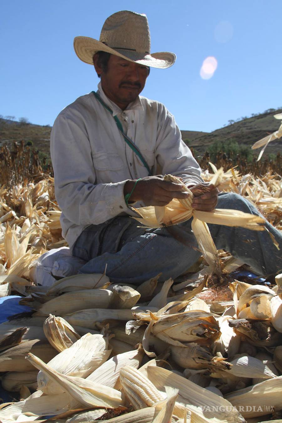 $!Le salen prietitos al TLCAN: maíz blanco y amarillo quedan en vilo, y en autos nos ponen topes