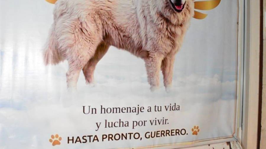 Entre los acuerdos destaca la creación de un monumento y la propuesta de incluir recursos para centros de rescate animal en el presupuesto de 2027.