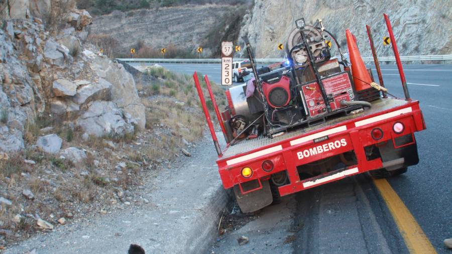 Encuentran muerto a oso negro en carretera a Los Chorros