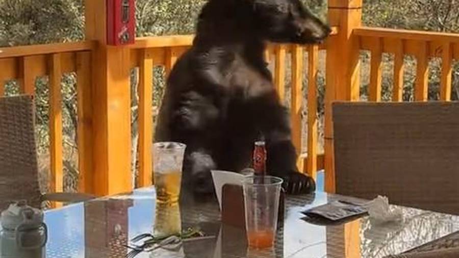 Un oso apareció y se acercó al lugar de la reunión.