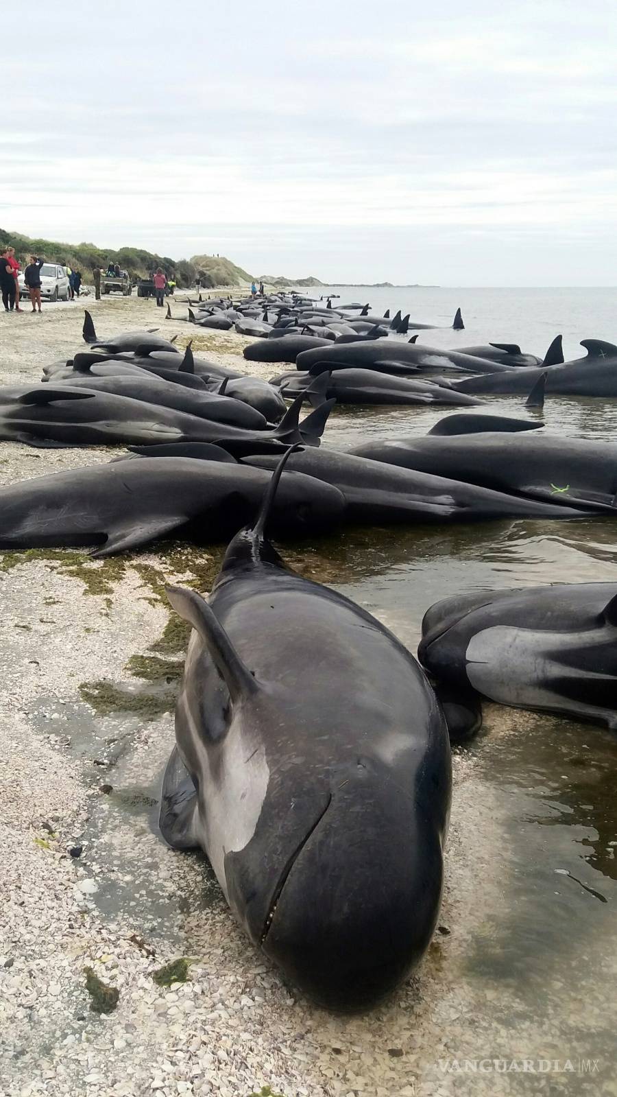 $!Más ballenas encallan en Nueva Zelanda, suben el total a 650