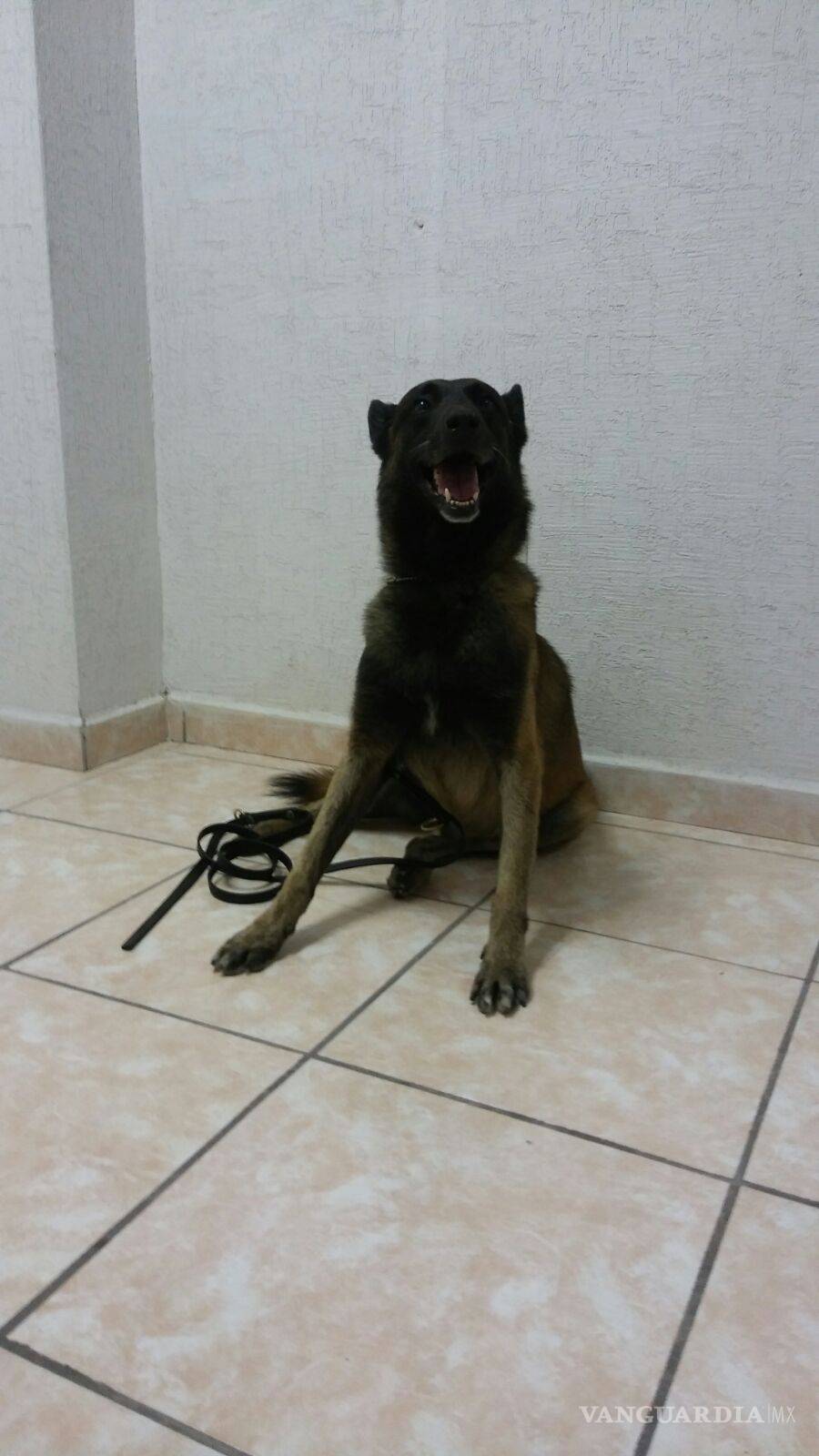 $!Adiestran con aromas sintéticos canes de la Policía de Torreón