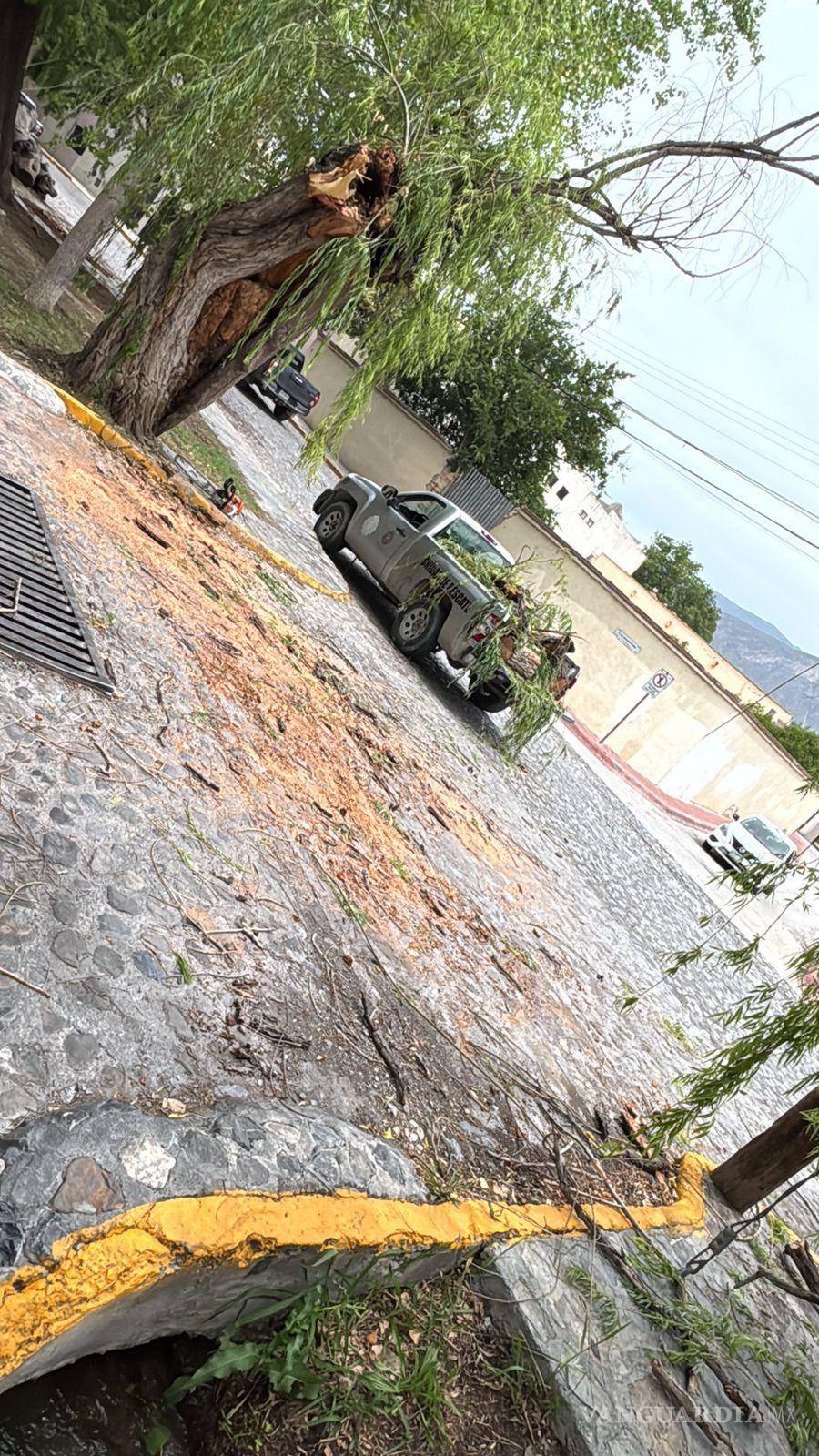 $!Personal municipal removió el árbol y las ramas que bloquearon la vialidad tras el colapso del álamo centenario en la cabecera de Arteaga.