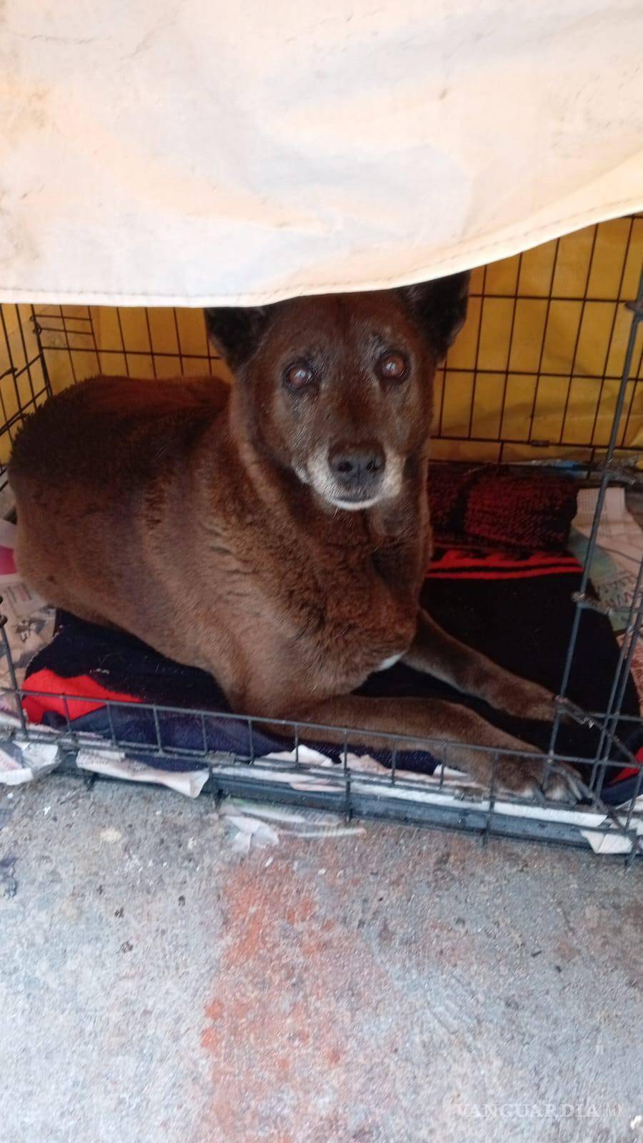 $!Activistas y rescatistas difundieron imágenes de “Negrita”, una perrita geriátrica que habría sido atropellada en la colonia Lomas de Lourdes.
