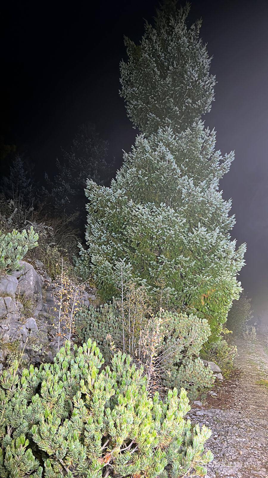 $!Se dijo que se reactivarán a primera hora del lunes las labores de búsqueda en la serranía arteaguense.