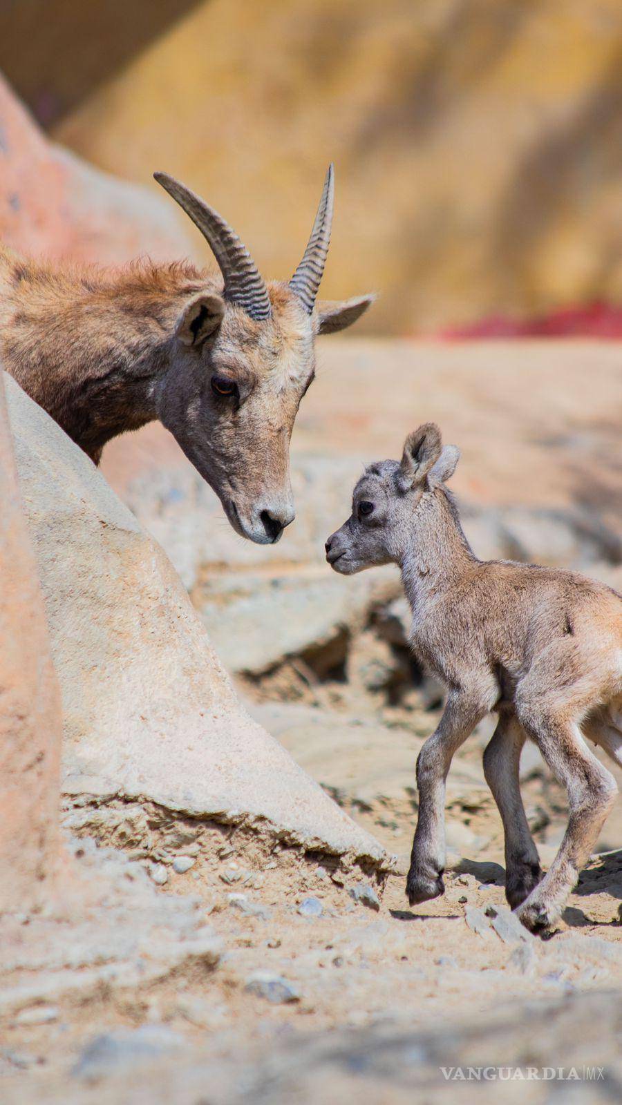 $!La maternidad implica desafíos y riesgos significativos para diversas especies.