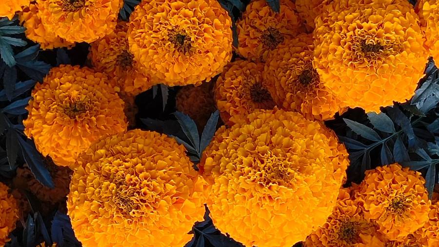 Además de su valor cultural, los pétalos comestibles de esta flor aportan propiedades antioxidantes y digestivas al integrarse en recetas.
