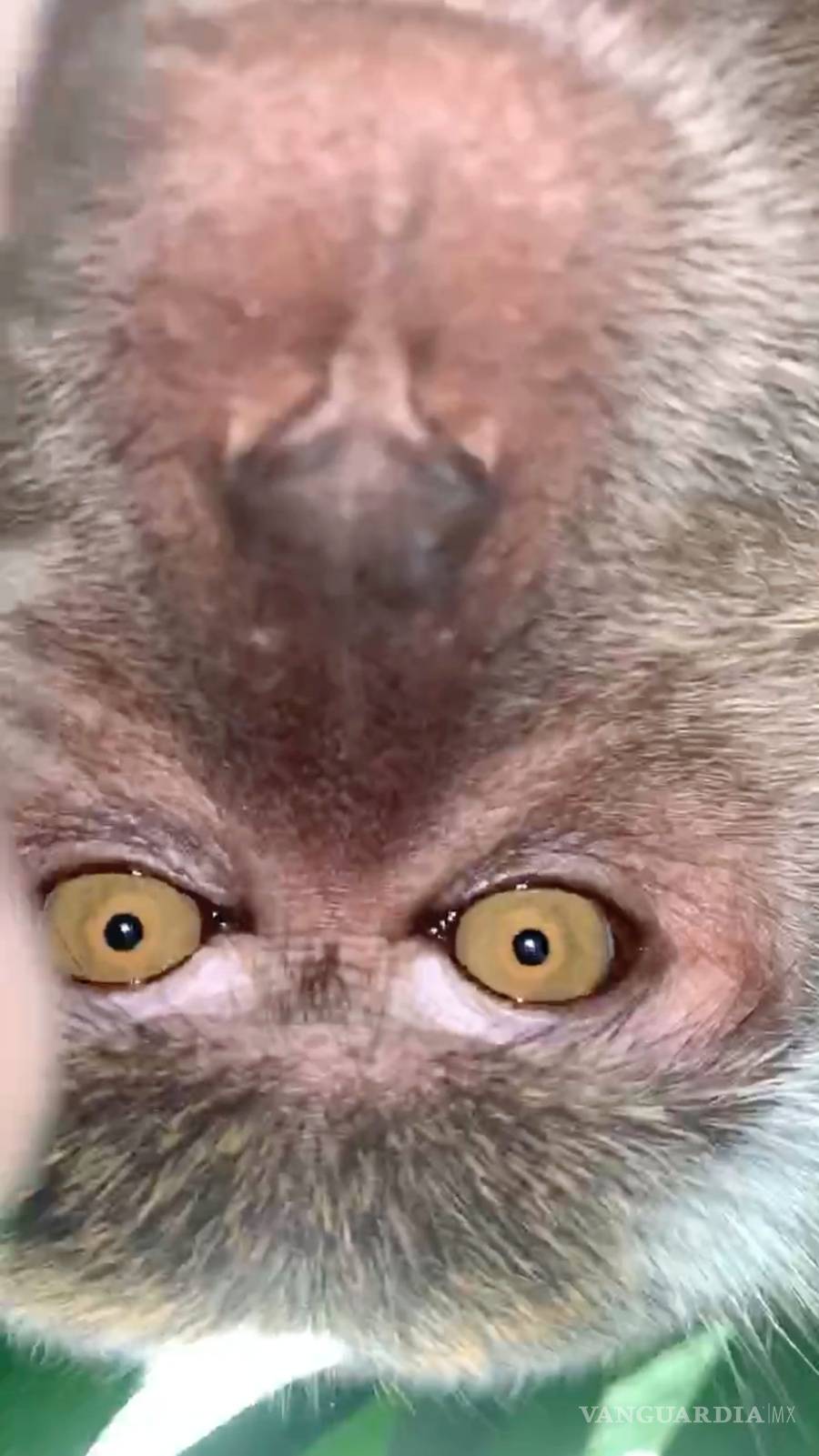 $!Mono le roba su celular a un estudiante universitario en Malasia y se toma selfies