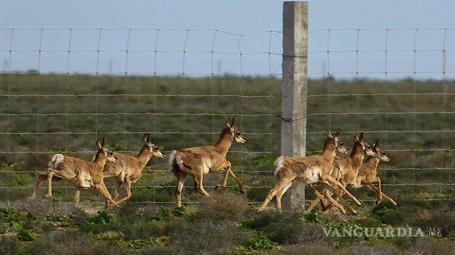 $!El berrendo peninsular, el mamífero de pezuña más veloz del mundo, se aleja de la extinción en México