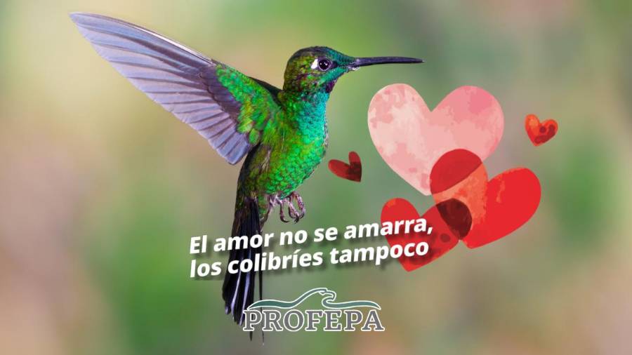 Profepa llamó a no comprar colibríes ni amuletos con estas aves durante San Valentín y recordó que su captura ilegal amenaza especies protegidas y afecta los ecosistemas.