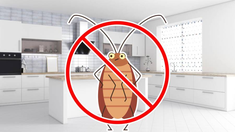 La temporada de cucarachas se intensifica en primavera, cuando el aumento de temperatura y horas de luz activa a estos insectos