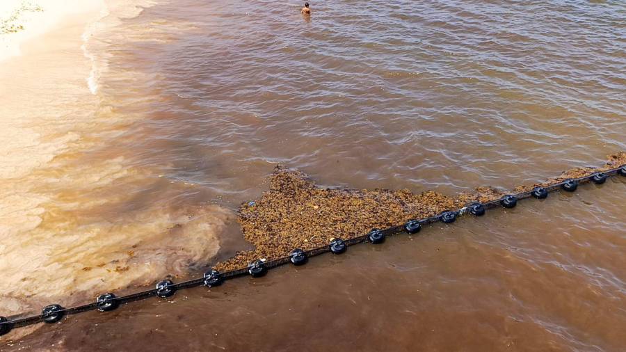 La llegada masiva récord de sargazo a las costas del Caribe mexicano continúa representando un gran desafío ambiental.