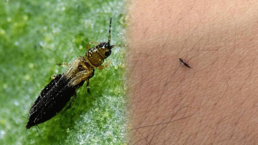 Los pequeños insectos conocidos como trips han llamado la atención de habitantes de la Ciudad de México por su presencia en calles arboladas.