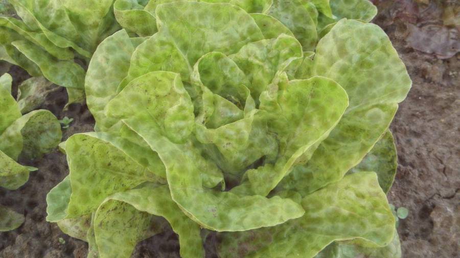 Taylor Foods retira lechuga iceberg de la distribución