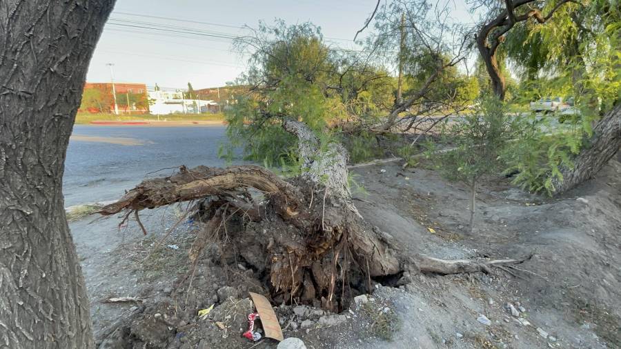 Personal de Ecología fue requerido para cortar y retirar el árbol de la vialidad.