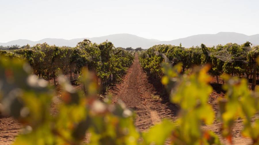 Coahuila es el segundo mayor productor de vino en México y cuenta con más de 20 viñedos activos.