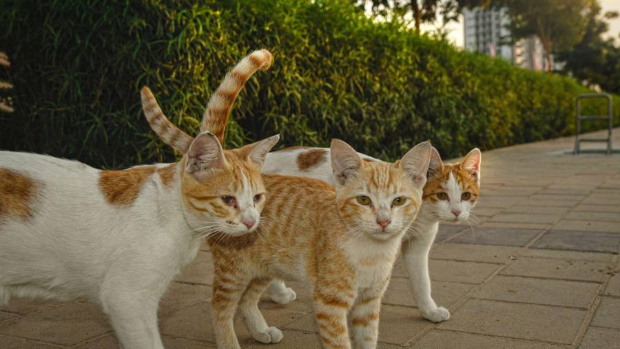 Una nueva alerta sanitaria en Sudamérica ha sido emitida por la propagación del hongo Sporothrix brasiliensis, el cual puede transmitirse de gatos a humanos.