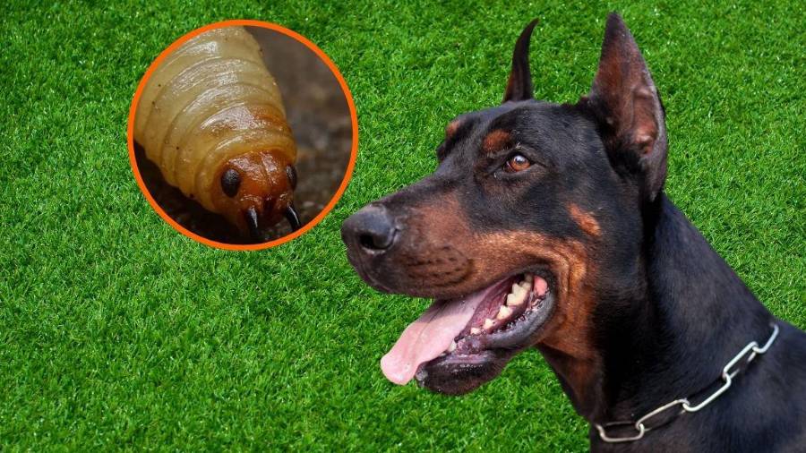 Autoridades confirmaron un caso de gusano barrenador en un perro en Tlalpan, CDMX, y activaron medidas de vigilancia y control para evitar su propagación.