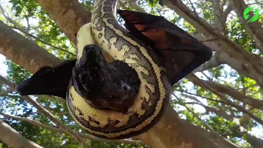 ¿Murciélago o serpiente?: uno de estos animales inició el coronavirus
