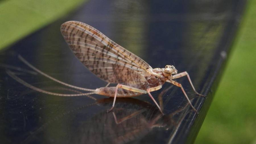 Conocidos también como efímeras o cachipollas, estos insectos, cercanos a las libélulas, tienen una vida adulta extremadamente corta, a veces de menos de 24 horas. FOTO: VANGUARDIA/ARCHIVO