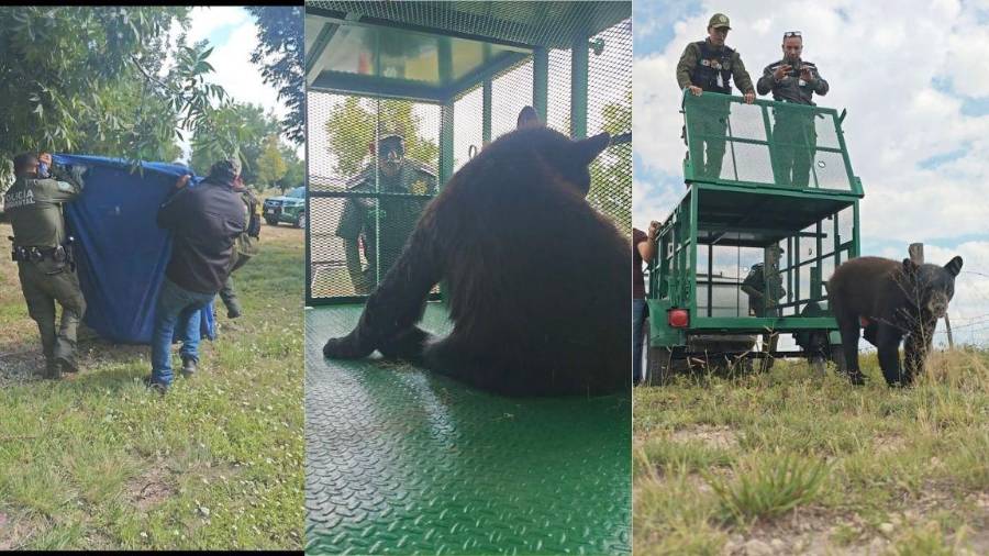 Autoridades realizan el rescate de un oso negro en la región, bajo protocolos para proteger tanto al ejemplar como a la población.