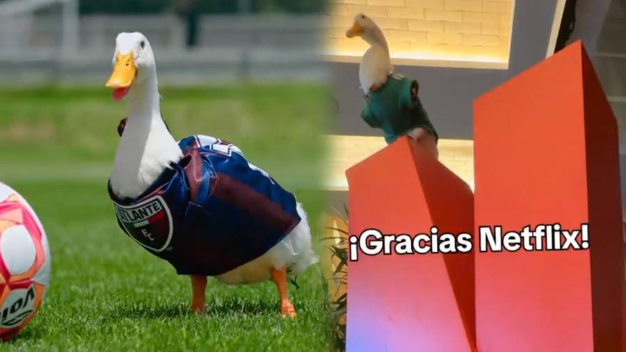 De caminar en el Centro Histórico a conquistar el entretenimiento y el fútbol mexicano, la mascota más querida del momento se convierte en una marca cotizada