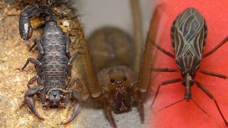 Especialistas advierten que tres especies destacan por su capacidad de causar problemas de salud cuando entran en contacto con las personas.