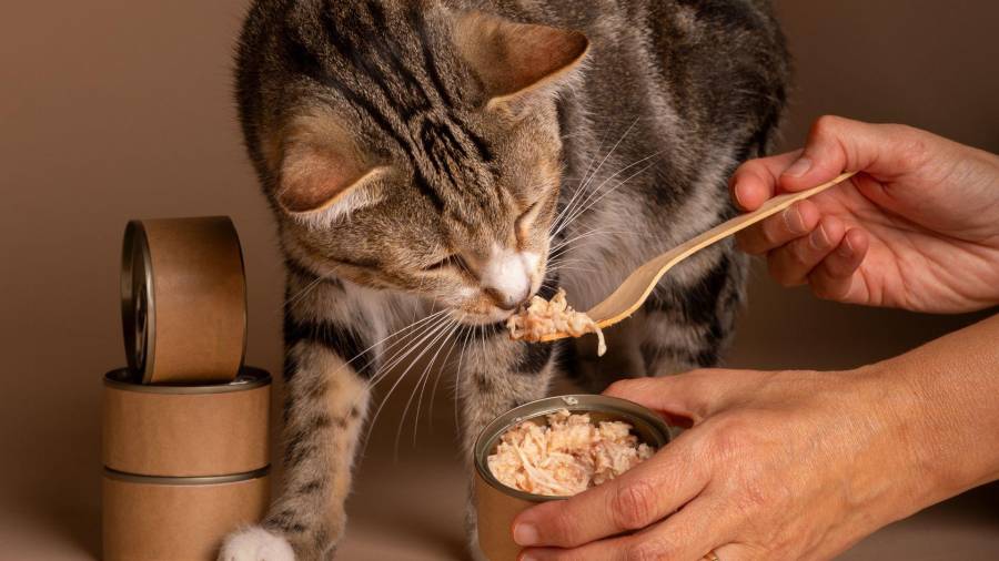 El alimento húmedo para gatos se divide entre fórmulas completas y complementos cárnicos; verificar la etiqueta es clave antes de elegir.