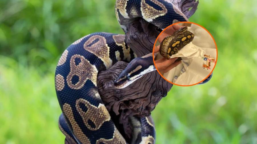 La CBP aseguró un cargamento de 39 serpientes pitones vivas, al interior de un tractor en su paso hacia México.