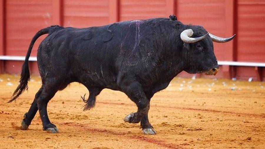 Histórico: El Juli y su tarde de indulto a 'Orgullito'