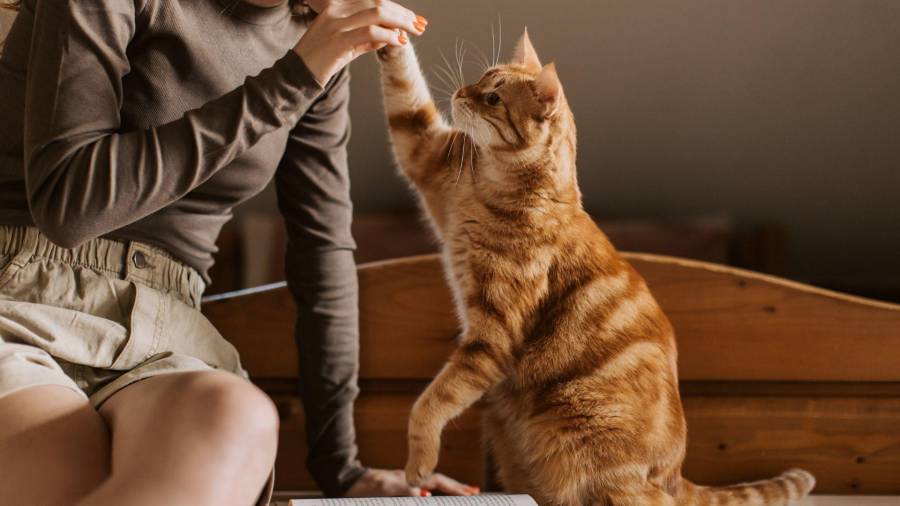 Una de las mayores pruebas de seguridad es cuando el animal se recuesta boca arriba y expone el abdomen frente a una persona.