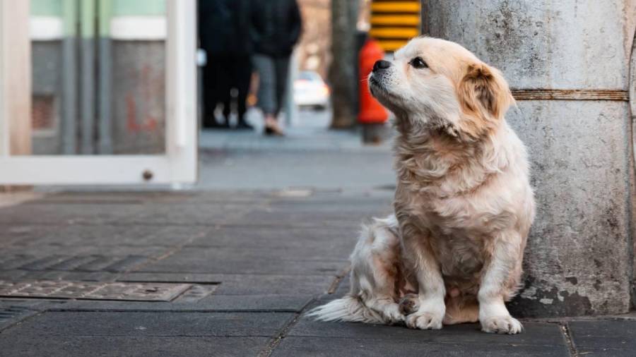 El abandono de mascotas en la calle también es maltrato animal y debe denunciarse.