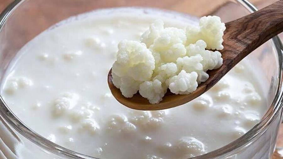 La diferencia entre yogur y kéfir suele generar dudas, ya que ambos son productos lácteos fermentados que contienen probióticos y se consideran opciones saludables.