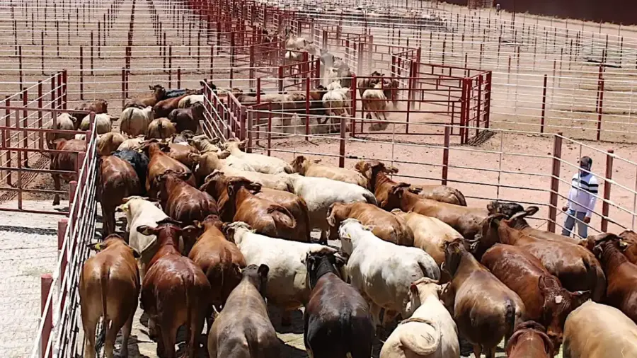 Ganaderos de Coahuila mantienen la expectativa de volver a enviar bovinos por Ciudad Acuña hacia Estados Unidos.