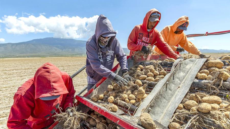 Trabajadores en un campo de papa de Galeana, Nuevo León