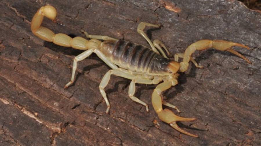 Con la llegada del calor y las lluvias, aumenta la presencia de alacranes en distintas regiones de México.