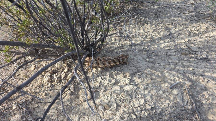 El hallazgo fue reportado por un habitante de la zona que, al buscar su ganado, percibió un olor fétido entre la maleza y dio aviso a las autoridades.