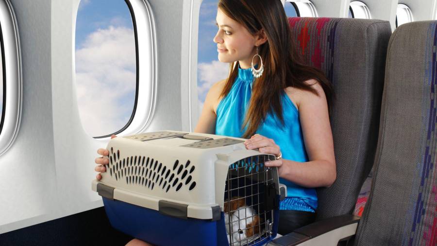 Los animales de talla pequeña pueden viajar en cabina debajo del asiento delantero, siempre que el peso conjunto con el contenedor no supere entre los 8 y 12 kilos.