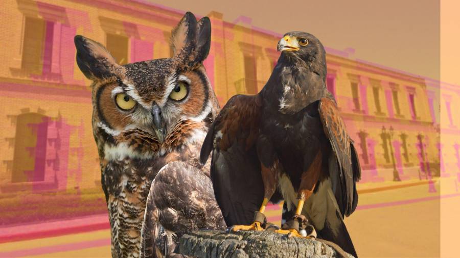 Este 15 de noviembre en el MUSAVE habrá un Búho Cornudo y una Aguililla Rojinegra para que los visitantes se puedan tomar fotografías con ellas.