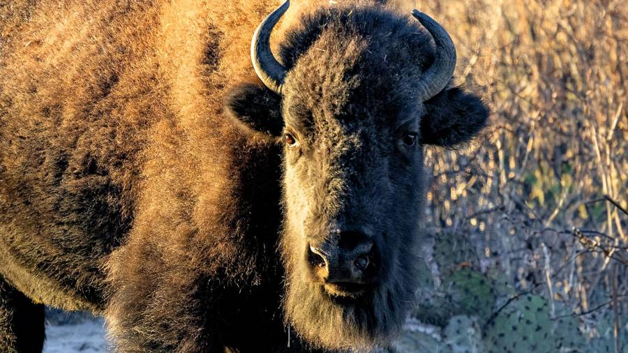 Iyané: el regreso del guardián del desierto
