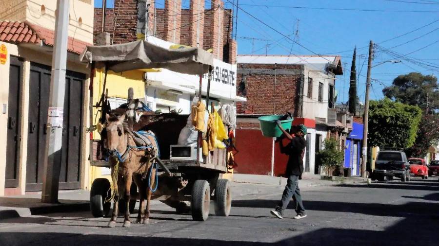 La participación ciudadana es clave para erradicar la tracción animal.
