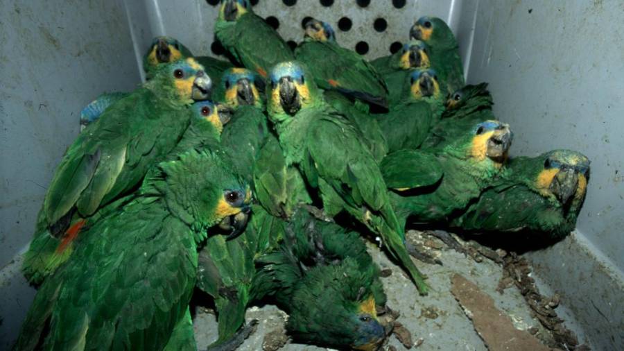 La Semarnat reportó decomisos y liberaciones de ejemplares como parte de las acciones contra el tráfico ilegal de flora y fauna.