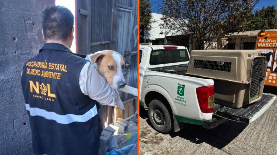 Cinco perros fueron asegurados en Monterrey, Juárez y Guadalupe tras denuncias ciudadanas por abandono, falta de alimento y condiciones insalubres