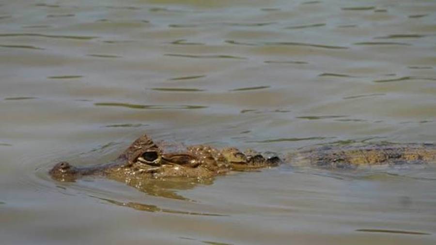 Un caimán de gran tamaño fue reportado unos 400 metros río arriba de la Isla del Mudo; Protección Civil de Piedras Negras pidió no ingresar al Río Bravo y mantiene vigilancia en el sector.
