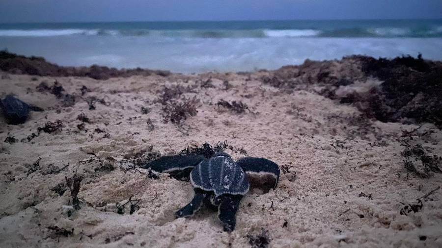 Gracias al Programa de Conservación de Tortugas Marinas Riviera Maya-Tulum, veinte millones de tortugas marinas han nacido en las últimas tres décadas en el Caribe mexicano.